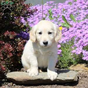 Riley, Goldendoodle Puppy